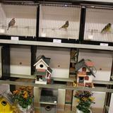 Aalten, Kleur en Fleur, vogelshow, 26 november 2016 019.jpg